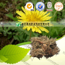 Pure Natural Herb Medicine Taraxacum Officnala PU Gong Ying Dandelion